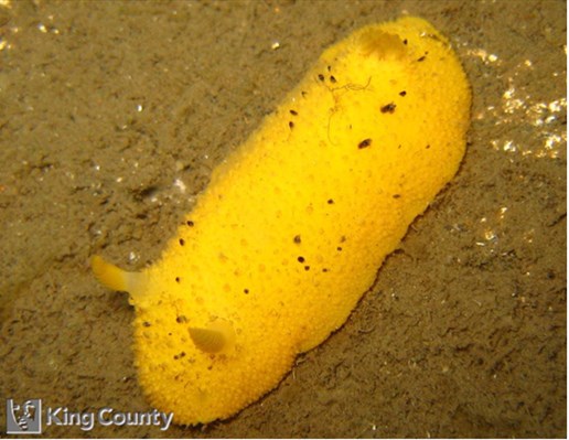 Photo of Doris montereyensis